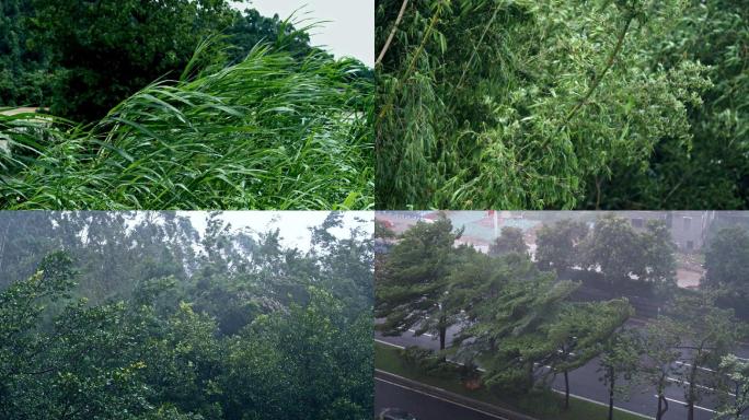 大风大雨 台风