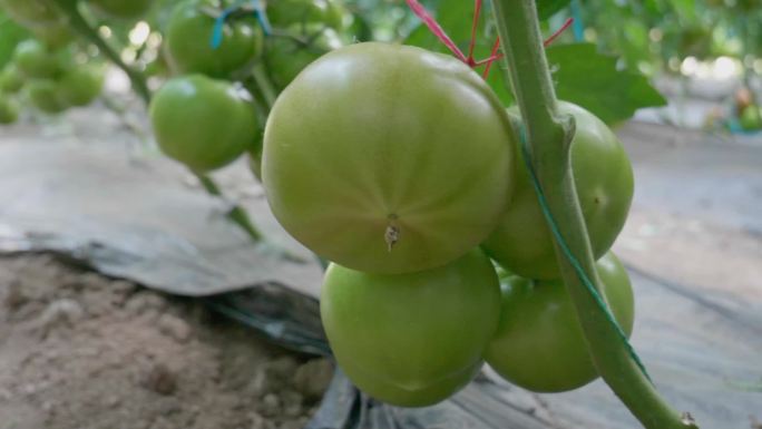 西红柿大棚，西红柿种植，有机蔬菜