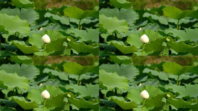 四川省成都市成华区龙潭水乡莲花荷花