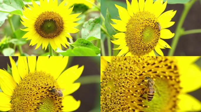 蜜蜂 采蜜 特写 向日葵