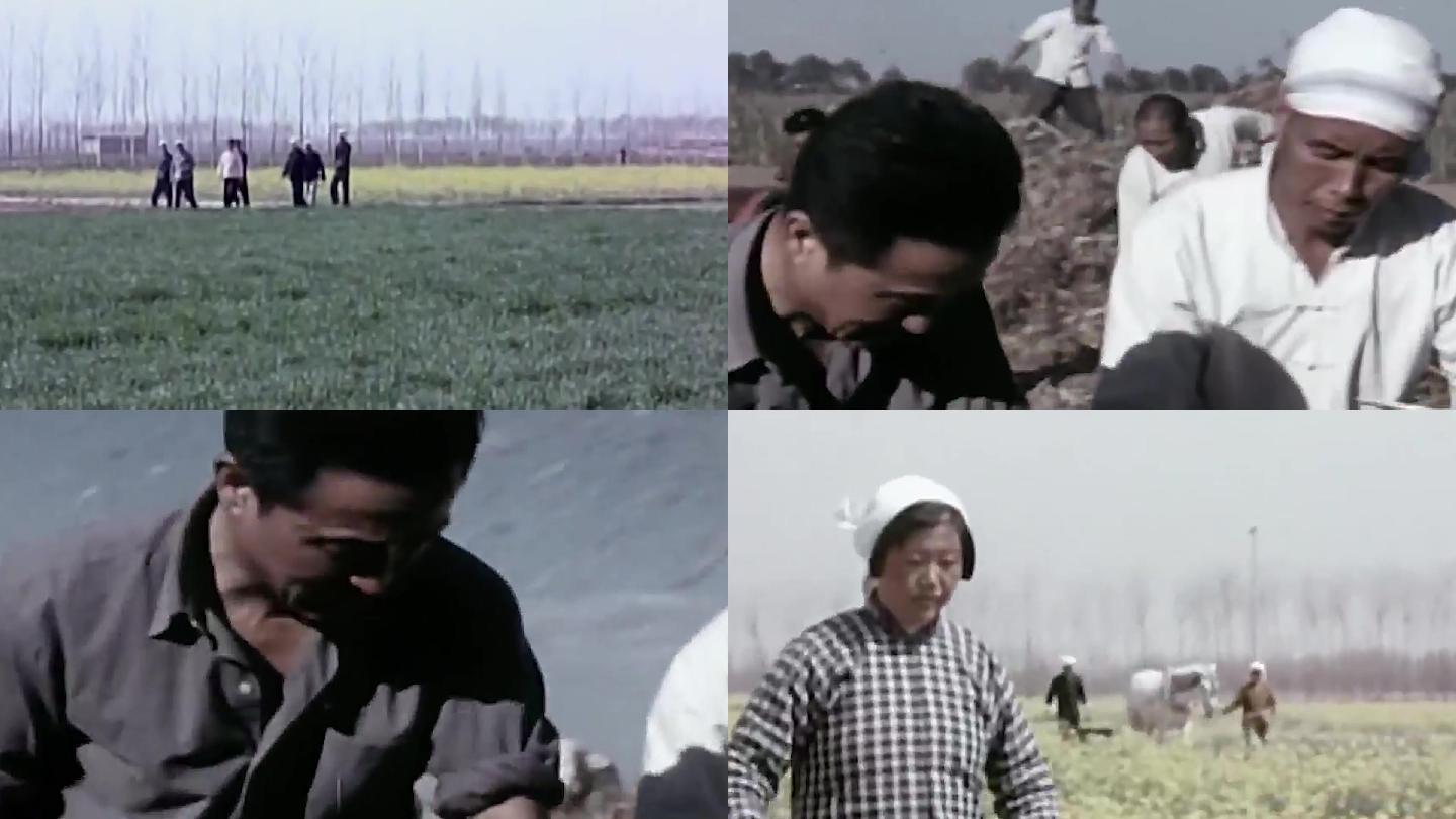 60年代发展农业 干部下乡劳作