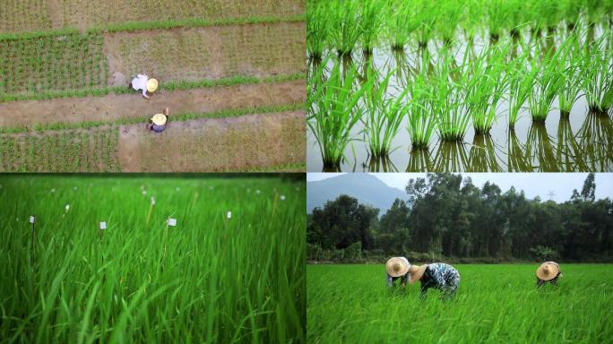 水稻育种航拍