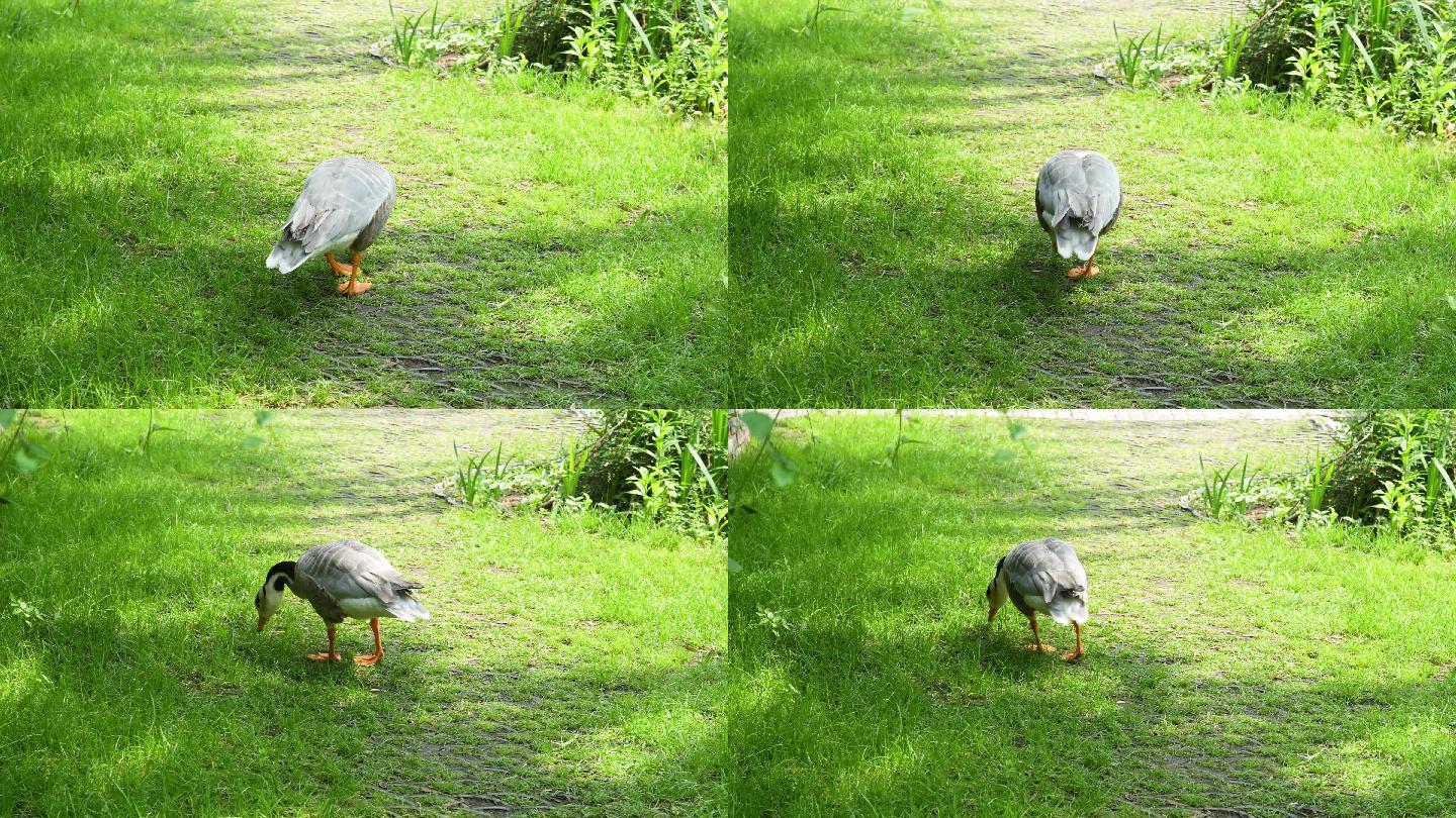 鸭子在草地上吃草觅食散养鸭
