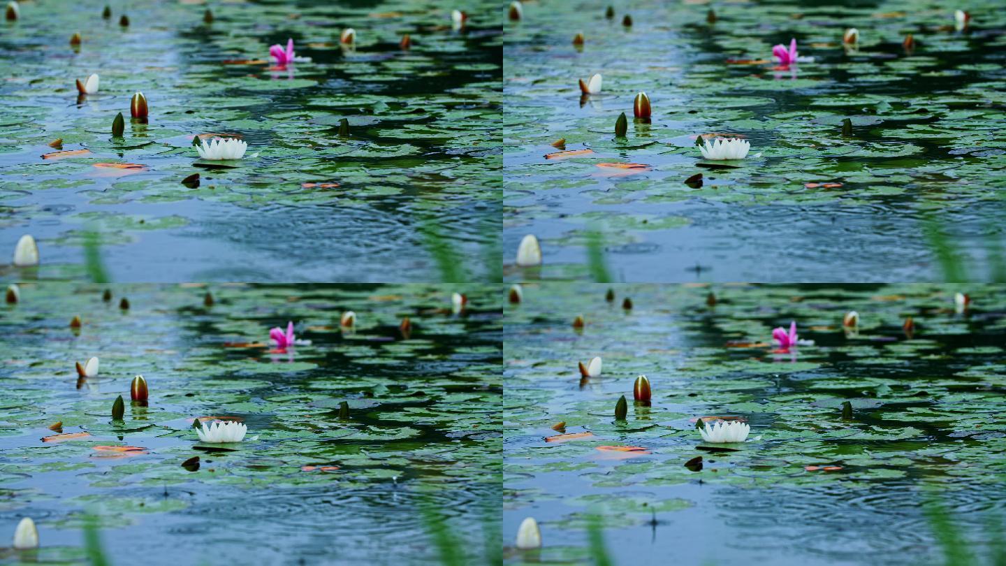 湖面上的睡莲-雨中盛开