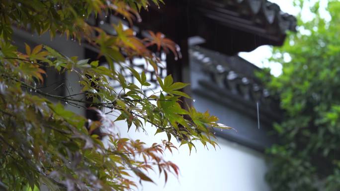 意境江南下雨景色 夏雨 节气立夏