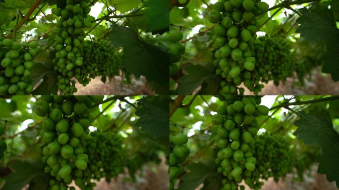 葡萄园葡萄种植葡萄C