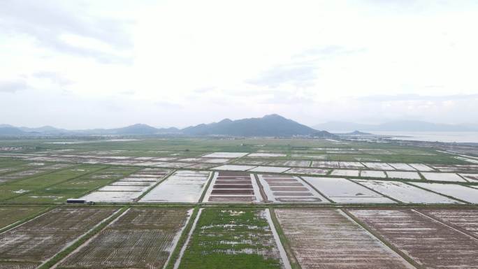 田园水稻