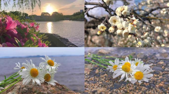 “初夏的琵琶湖边走走，偶遇白色雏菊。