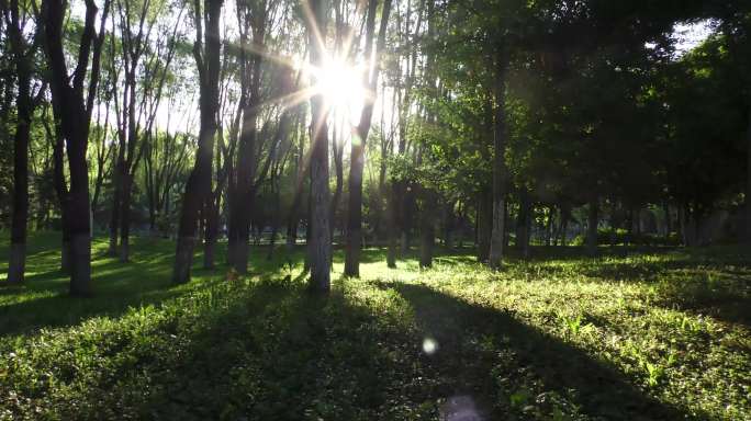 草地自然空气清新阳光明媚斜阳树林绿树逆光