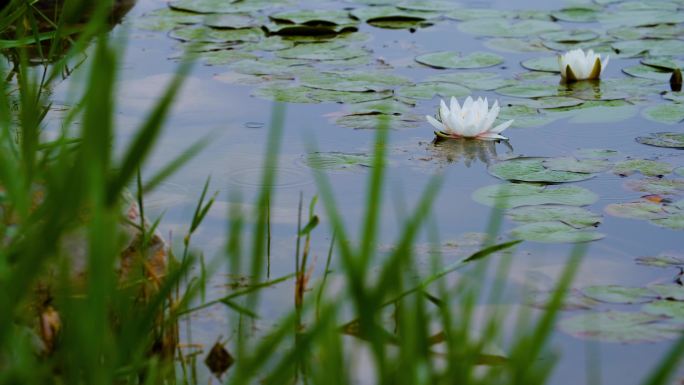 雨中池塘边的睡莲