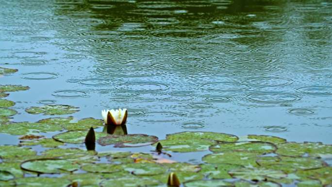 雨滴中的湖面-睡莲盛开