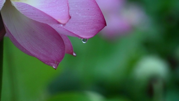 雨荷 雨滴