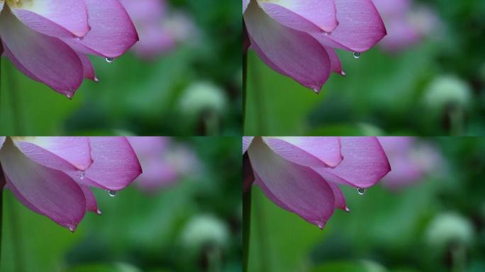 雨荷 雨滴