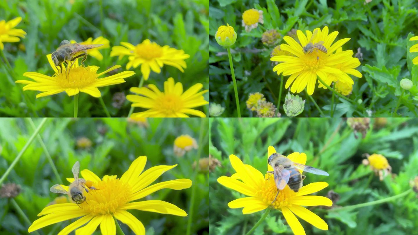 小雏菊上繁忙的蜜蜂正在采蜜