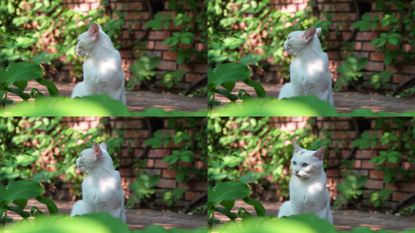 白猫在园林中张望