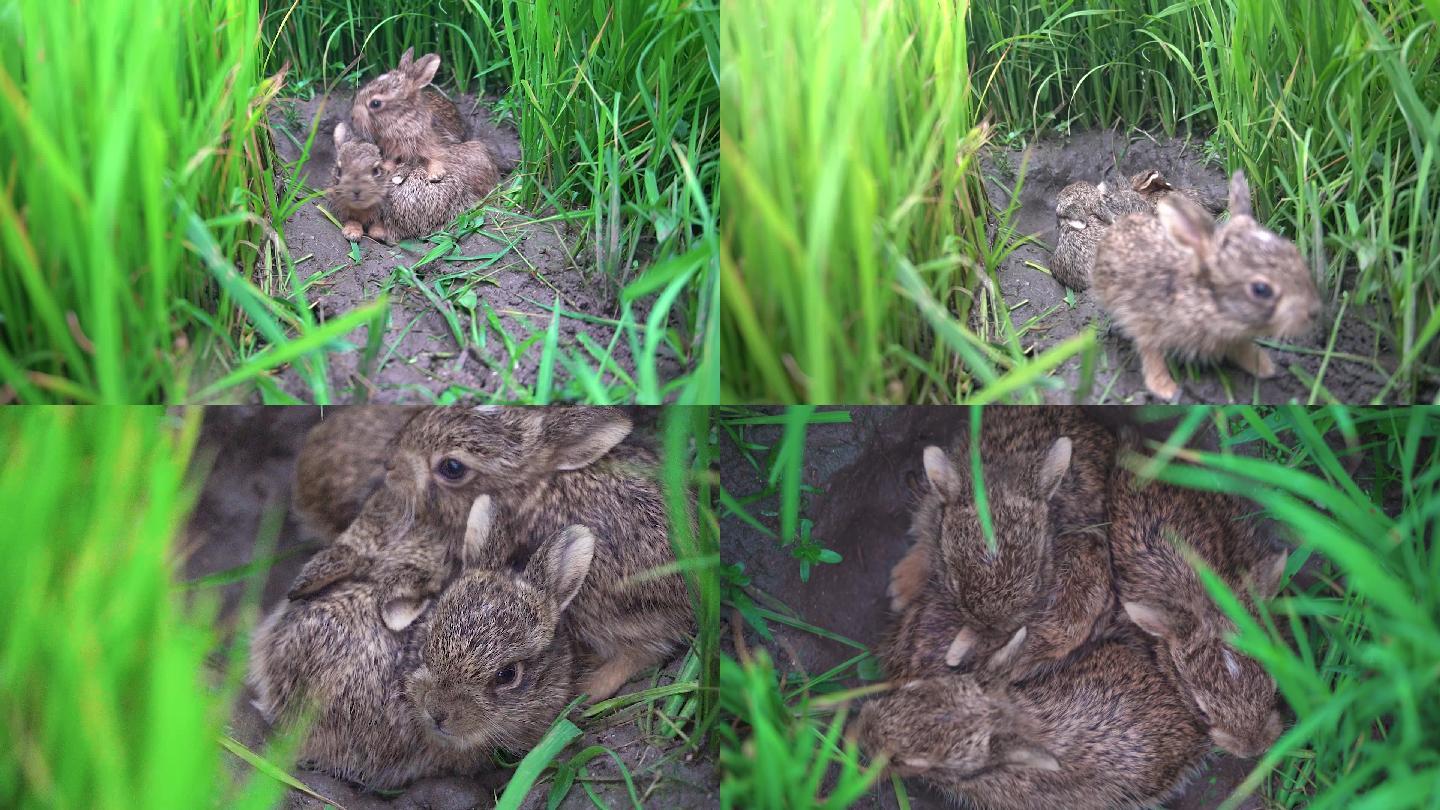 稻田里的一窝小野兔
