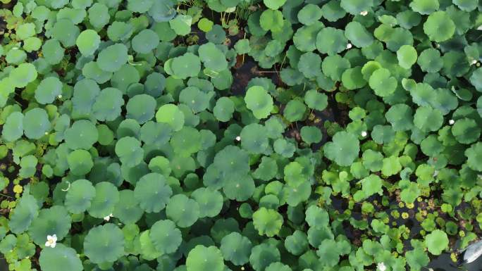 四川省成都市成华区龙潭水乡航拍莲花荷花