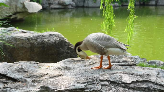 鸭子走过小桥园林生态