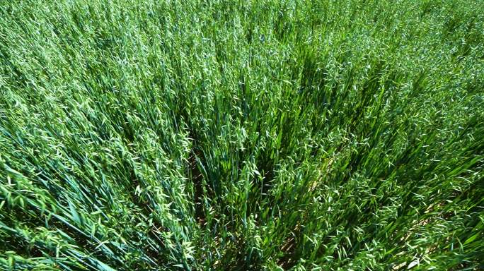 【原创实拍】牧草 燕麦草 农业 升格