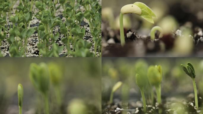 蔬菜育苗发芽豆芽培育菜苗特写A014