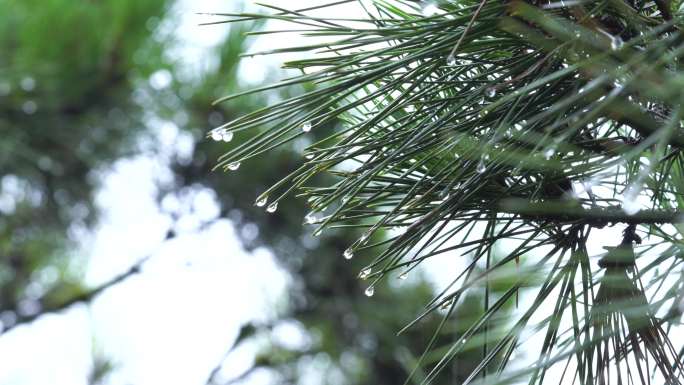 下雨天 树上的挂满水珠