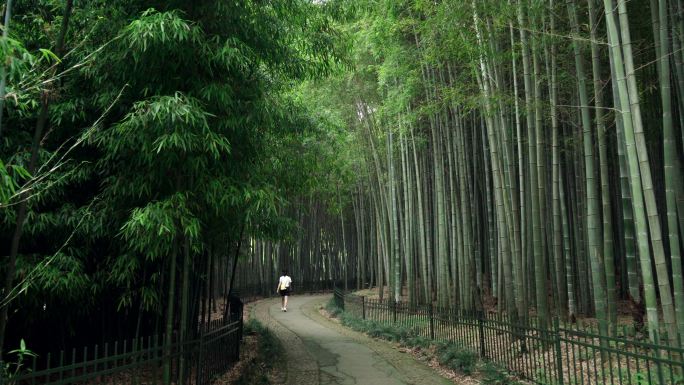 4k竹林竹叶特写竹林小路竹林溪流小桥