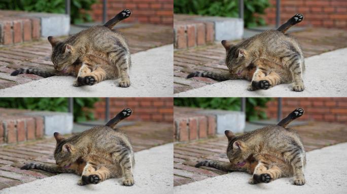猫舔尾巴舔毛伸爪子