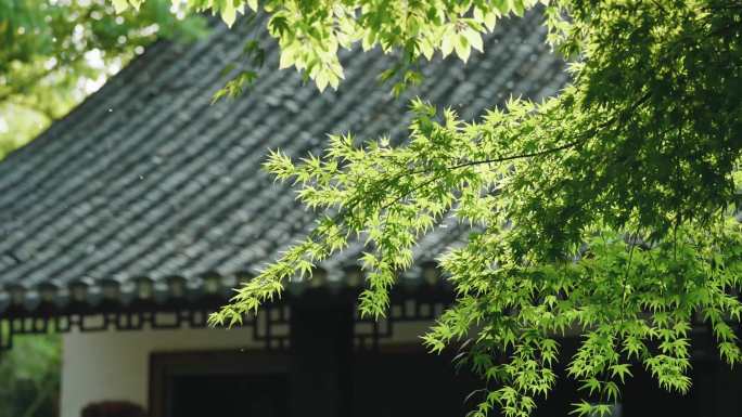 古淮河绿色植物空景