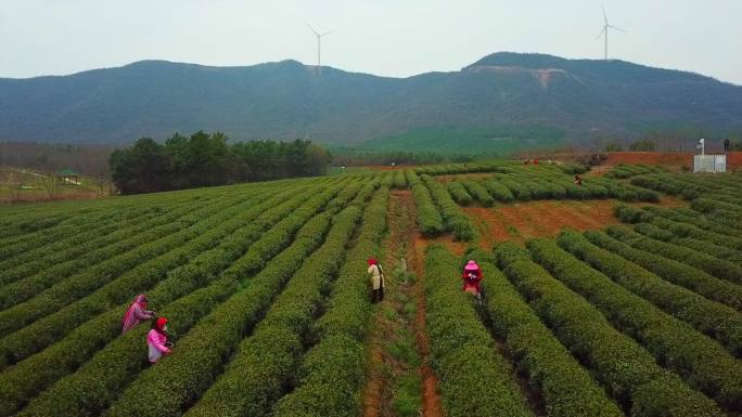 茶园茶田采茶茶叶茶农航拍A004