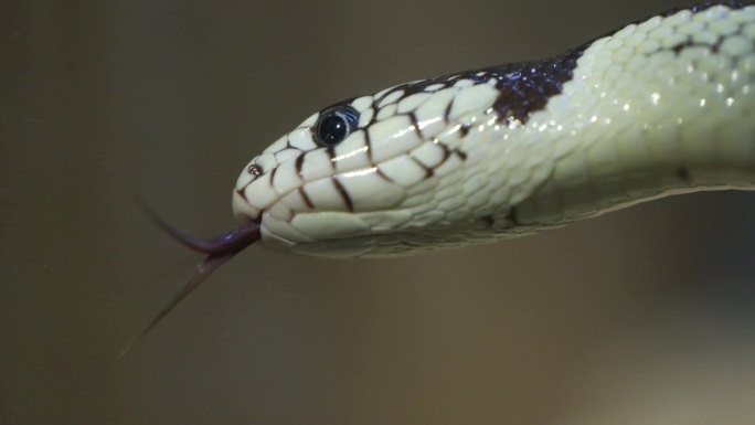蛇吐舌头