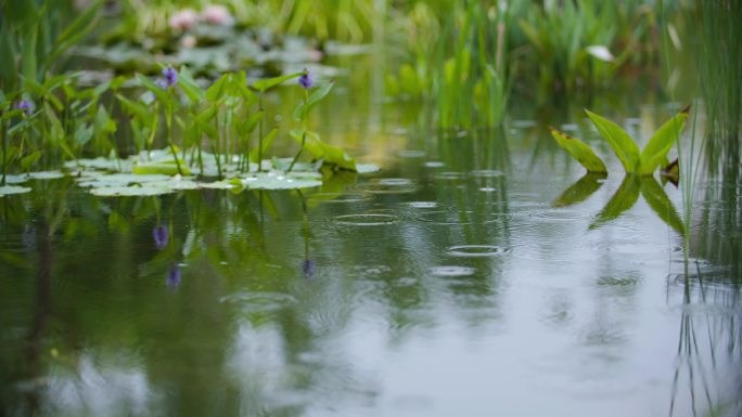 雨中池塘绿植涟漪