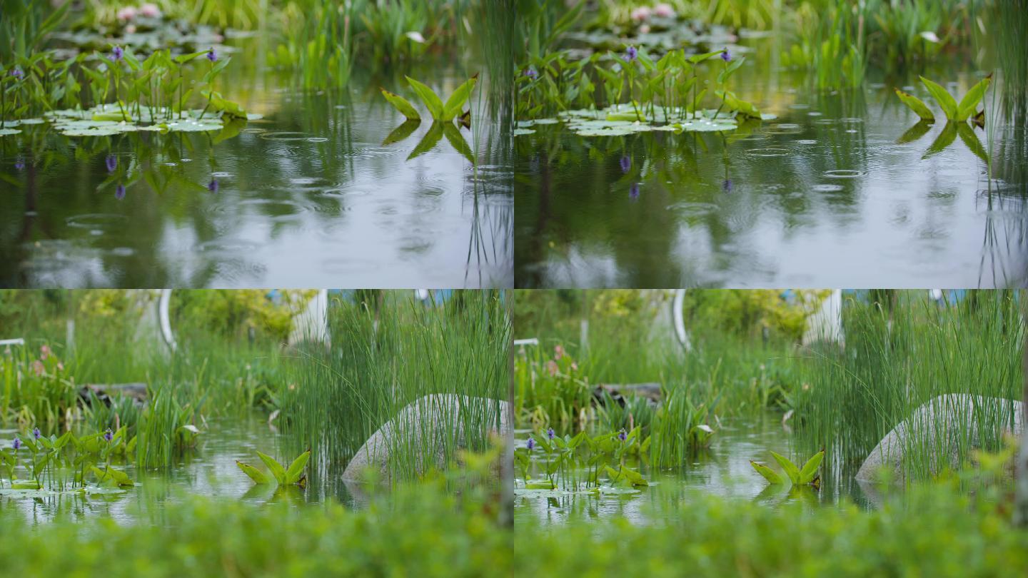 雨中池塘绿植涟漪