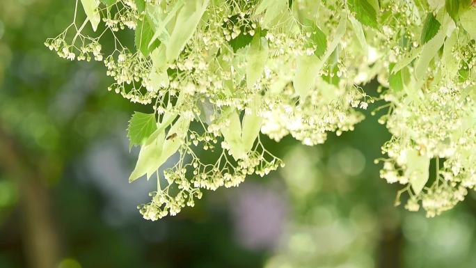 蜜蜂在椴木树花下采蜜