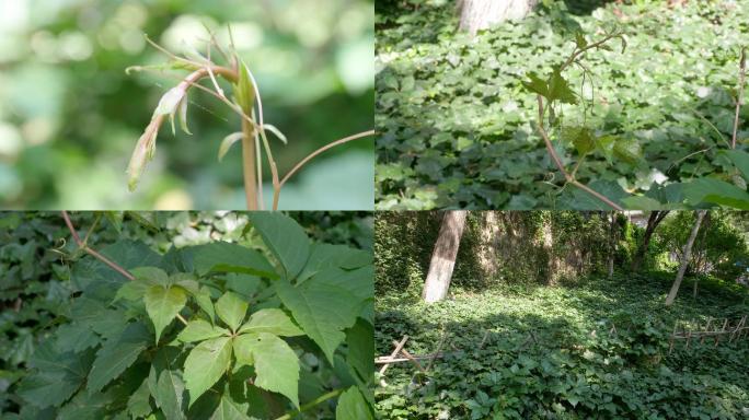 爬墙虎爬山虎绿色植物