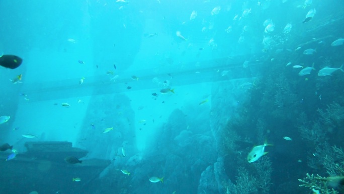水下潜水 鱼群