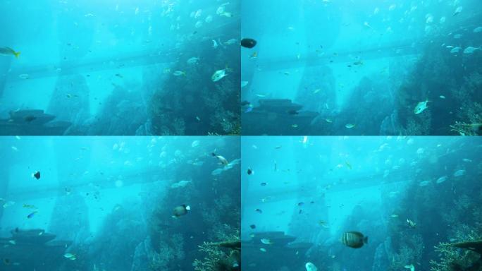 水下潜水 鱼群