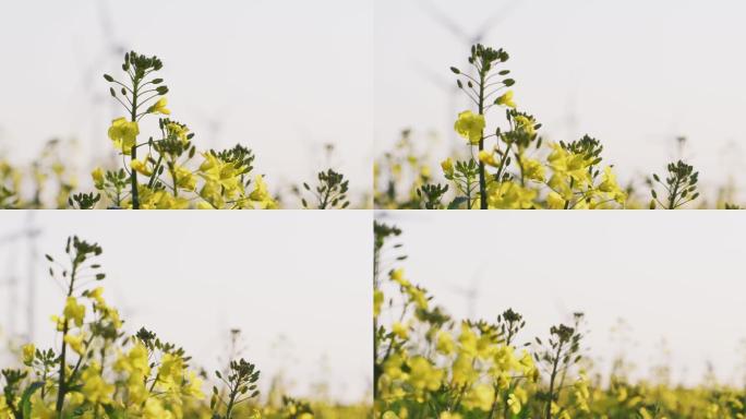 黄色草地上的花朵在背景中吹着风力涡轮机