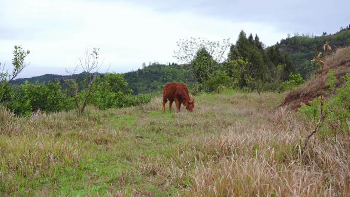 山坡上啃草的黄牛