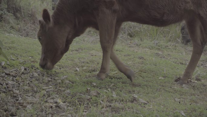 黄牛在草地吃草丨Slog3丨原始素材