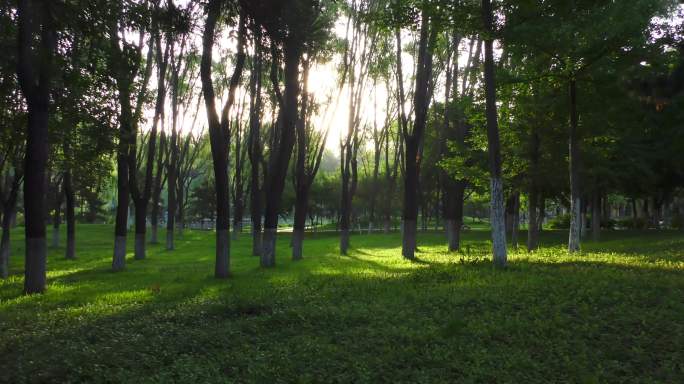 斑驳陆离清新森林系清晨光线树荫树阴光树影
