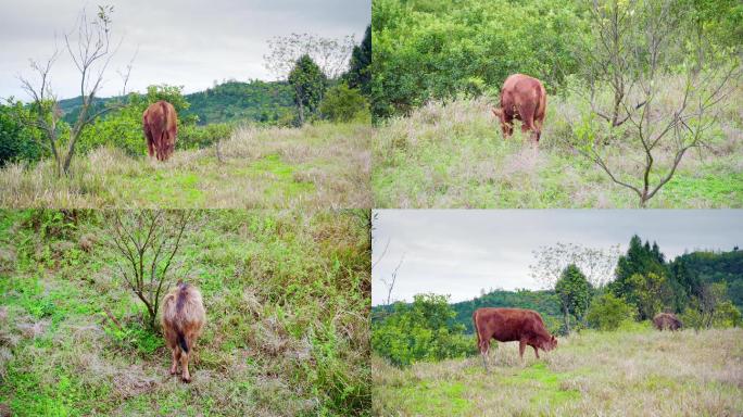 黄牛在山坡上吃草