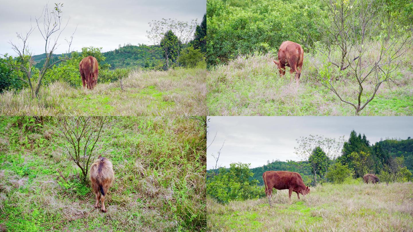 黄牛在山坡上吃草
