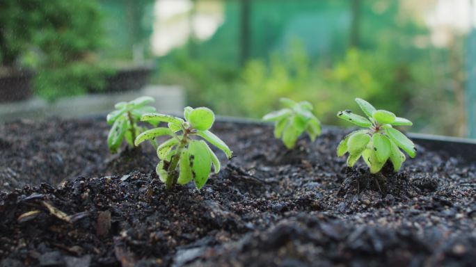 花园中心多种植物幼苗喷洒水