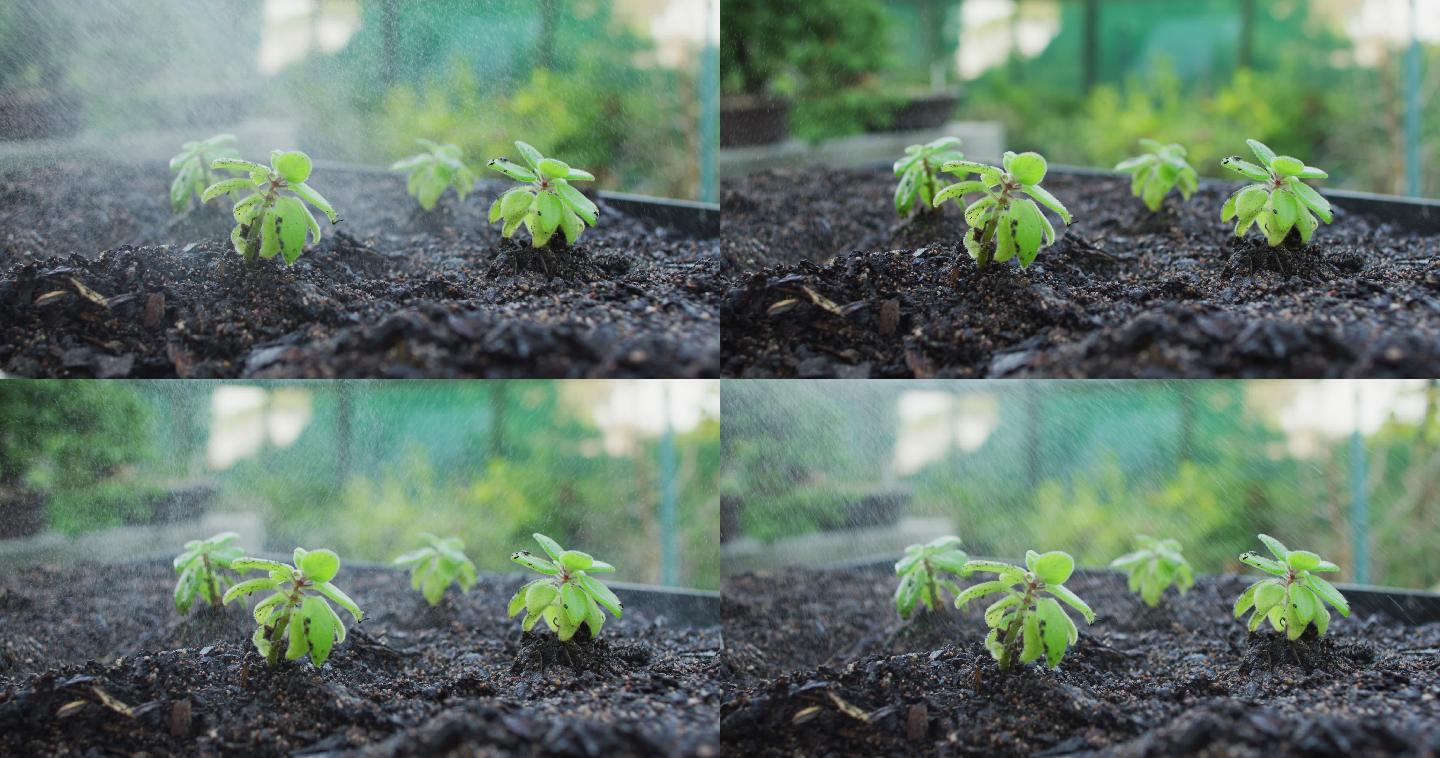 花园中心多种植物幼苗喷洒水