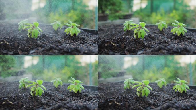 花园中心多种植物幼苗喷洒水