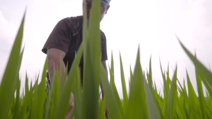 农民田间劳作水稻粮食希望的田野生态农业