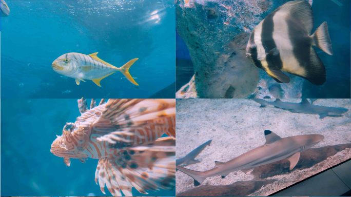 鱼合集 海底世界水族馆海洋馆生物海洋公园