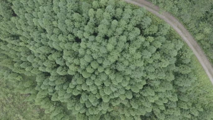 4K航拍 针叶林 原始森林 树林镜头组
