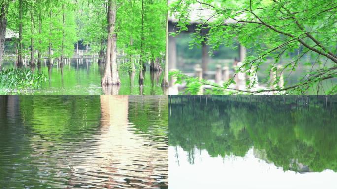 湖边倒影 绿色的湖面湖泊 湖边的树干