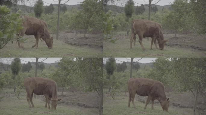 牛在草坪上吃草丨Slog3丨原始素材